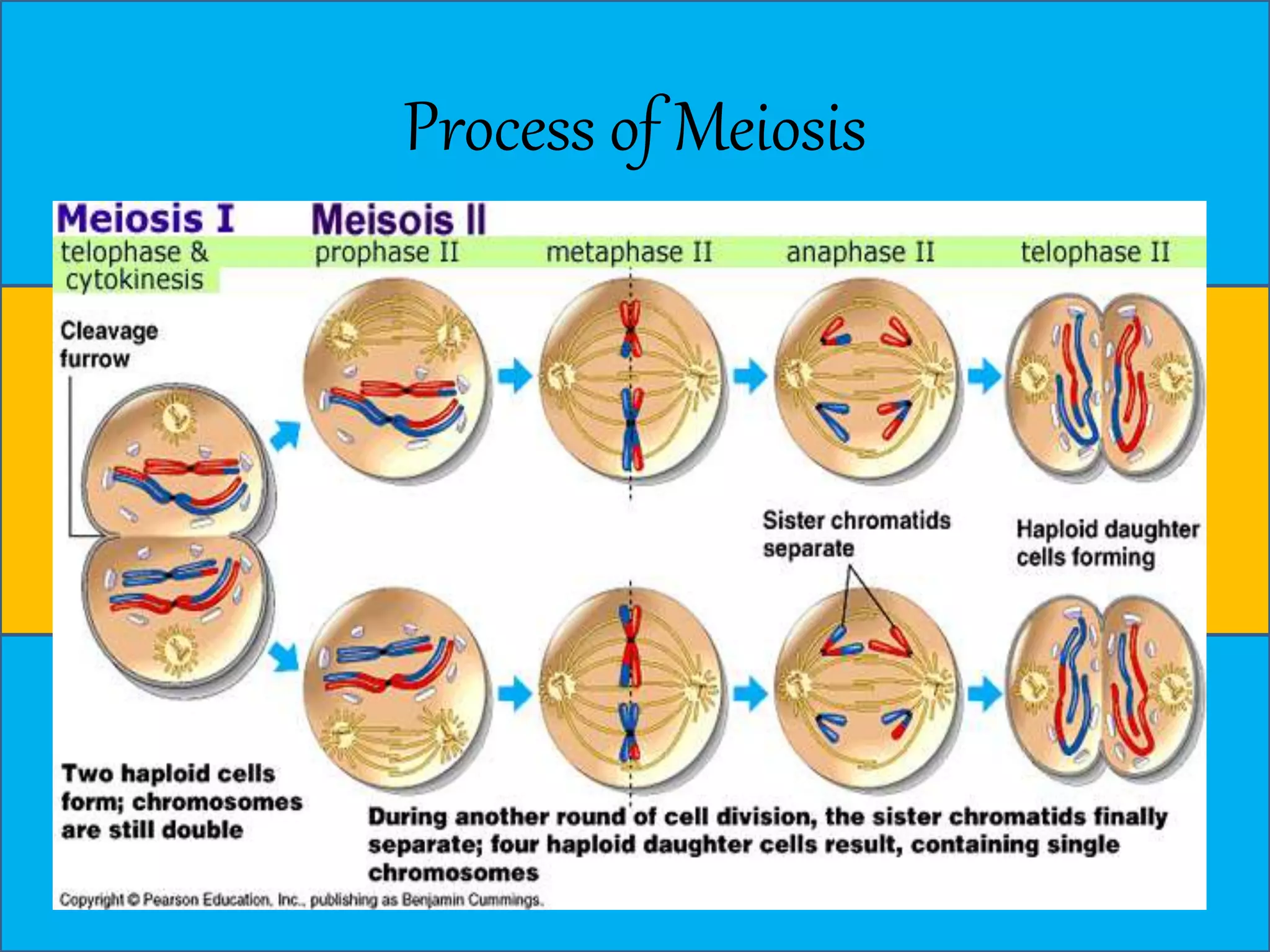 Process of Meiosis 
 