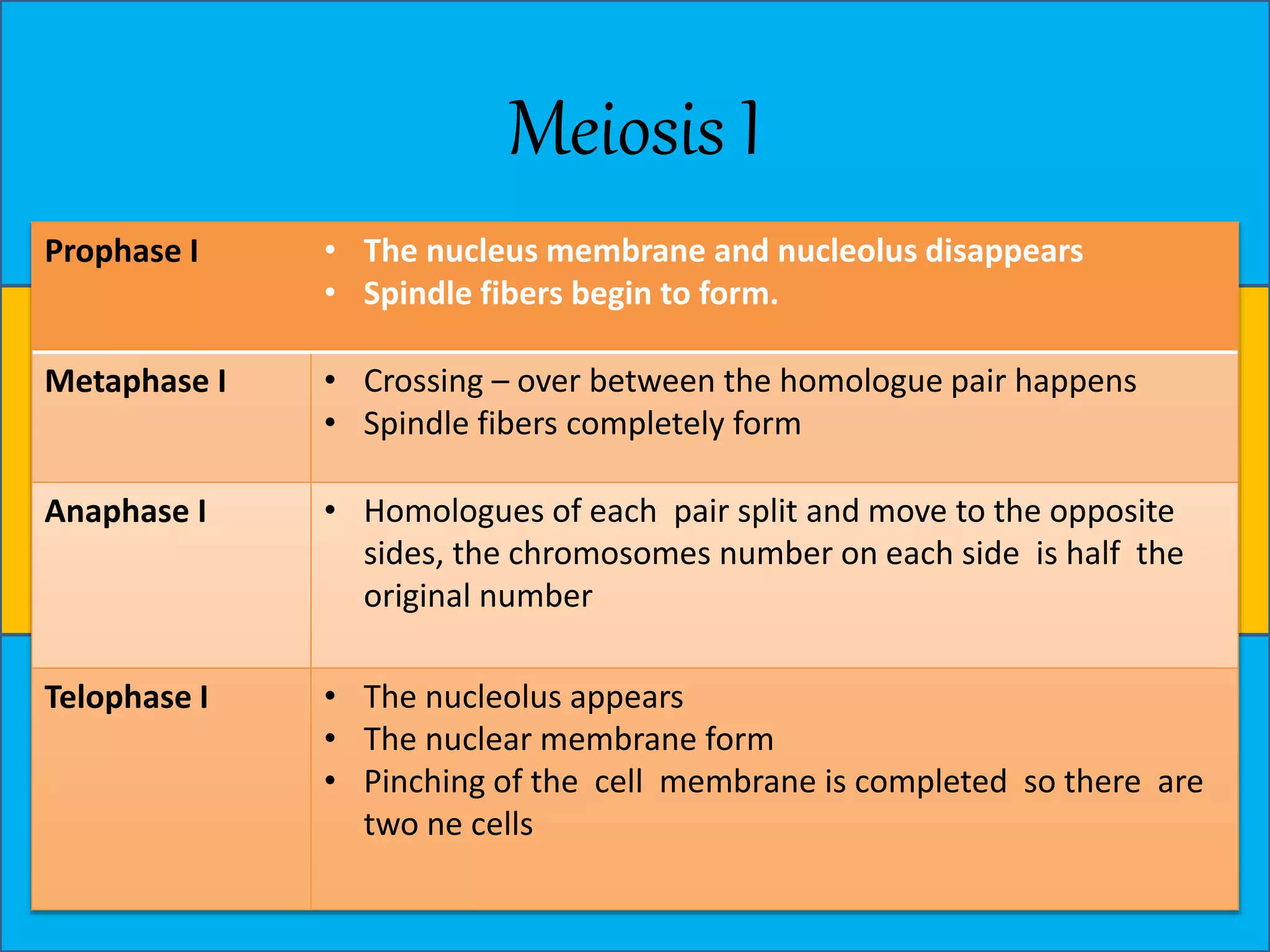 Meiosis I 
Prophase I • The nucleus membrane and nucleolus disappears 
• Spindle fibers begin to form. 
Metaphase I • Crossing – over between the homologue pair happens 
• Spindle fibers completely form 
Anaphase I • Homologues of each pair split and move to the opposite 
sides, the chromosomes number on each side is half the 
original number 
Telophase I • The nucleolus appears 
• The nuclear membrane form 
• Pinching of the cell membrane is completed so there are 
two ne cells 
 