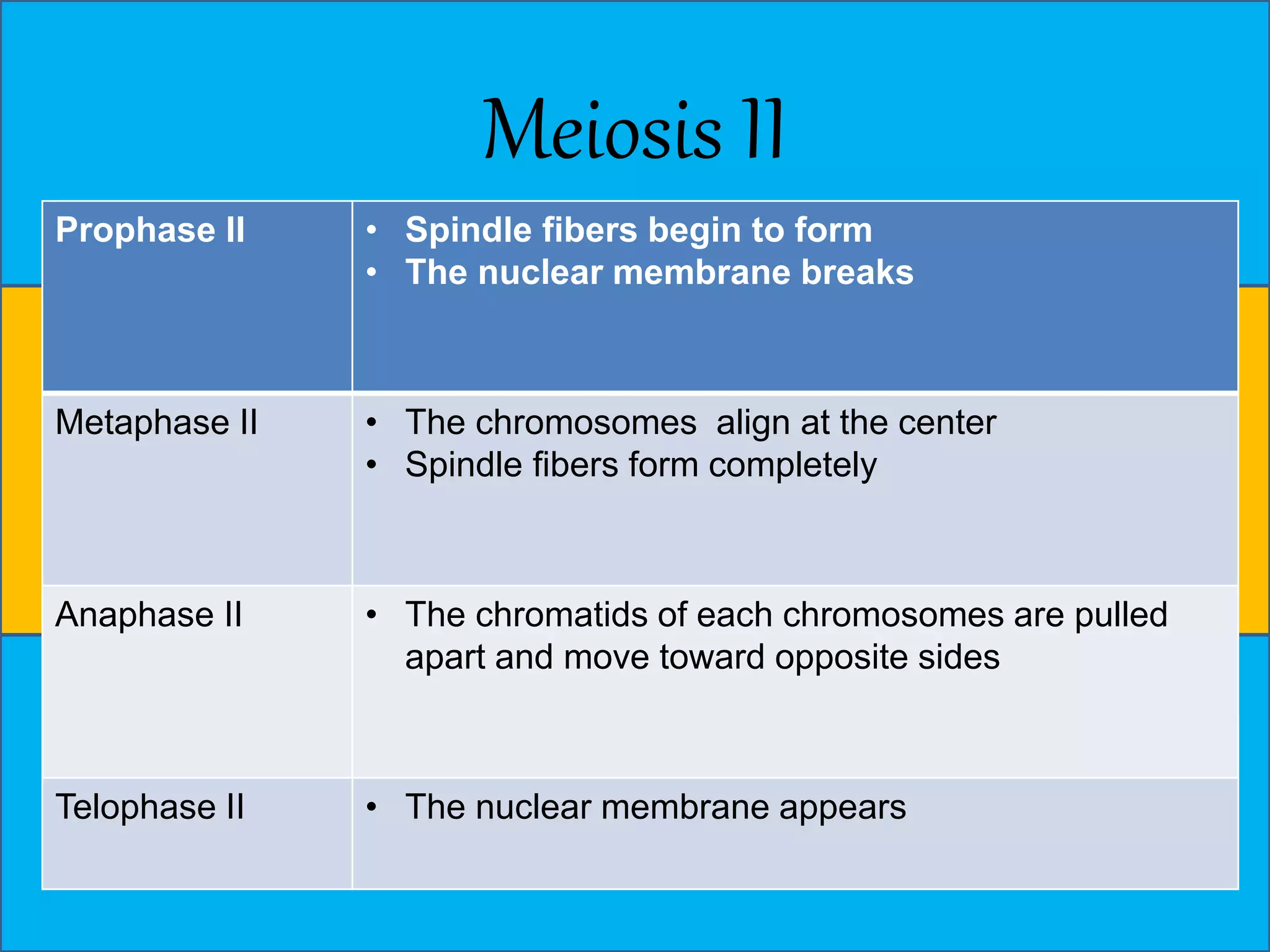 Meiosis II 
Prophase II • Spindle fibers begin to form 
• The nuclear membrane breaks 
Metaphase II • The chromosomes align at the center 
• Spindle fibers form completely 
Anaphase II • The chromatids of each chromosomes are pulled 
apart and move toward opposite sides 
Telophase II • The nuclear membrane appears 
 