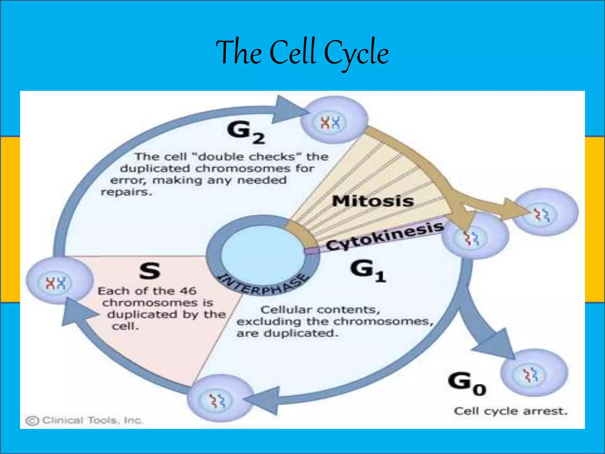The Cell Cycle 
 