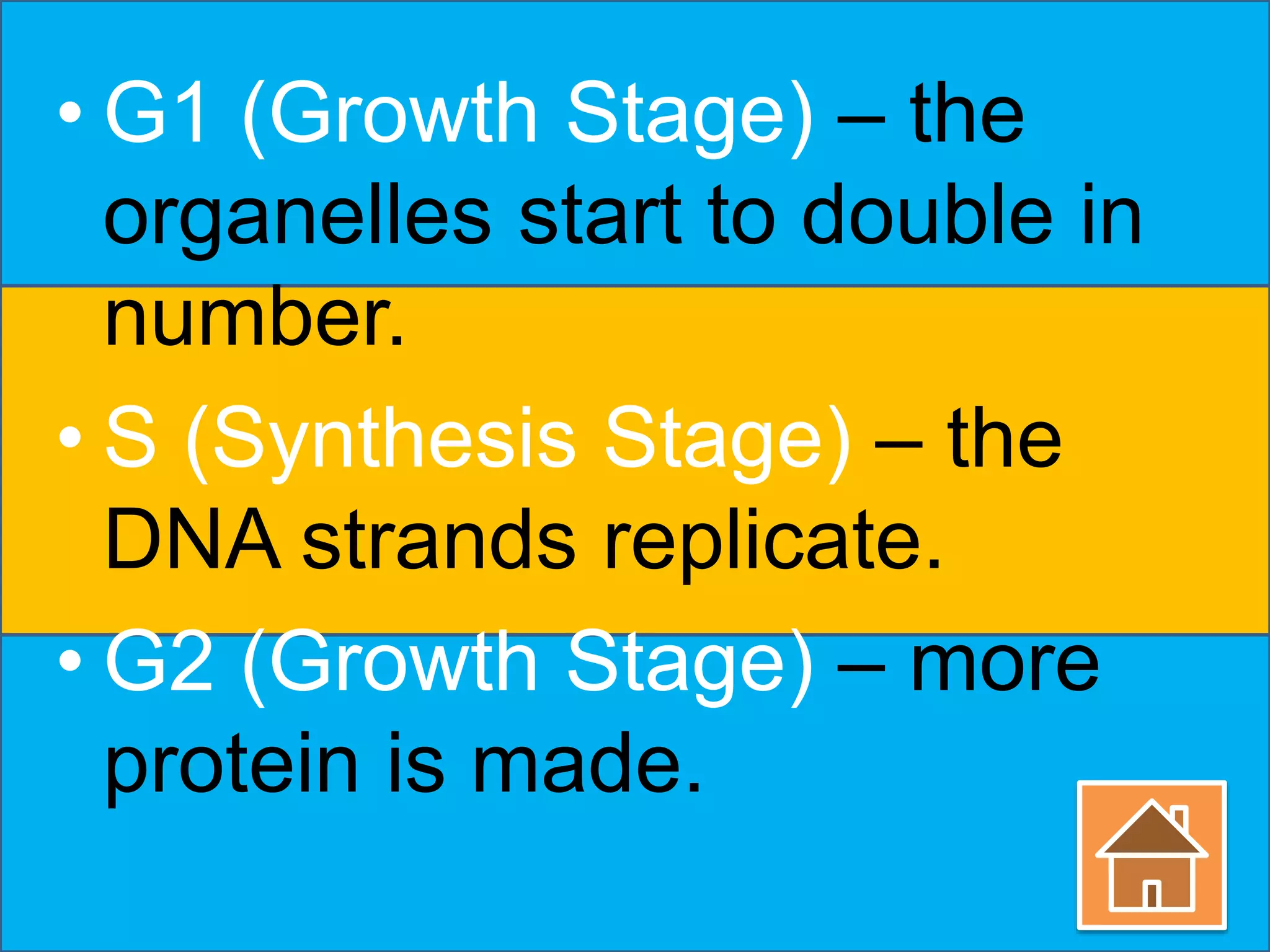 • G1 (Growth Stage) – the 
organelles start to double in 
number. 
• S (Synthesis Stage) – the 
DNA strands replicate. 
• G2 (Growth Stage) – more 
protein is made. 
 