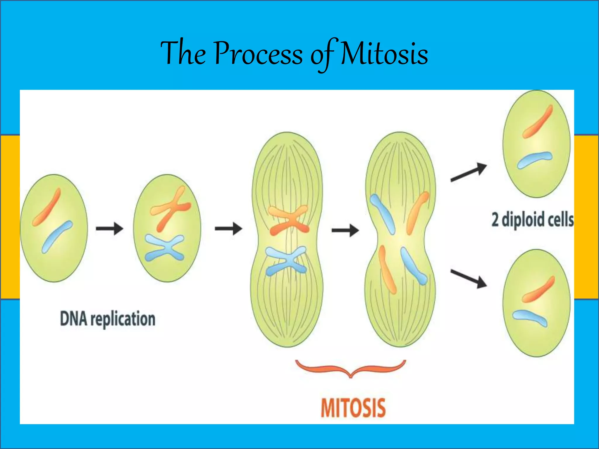 The Process of Mitosis 
 