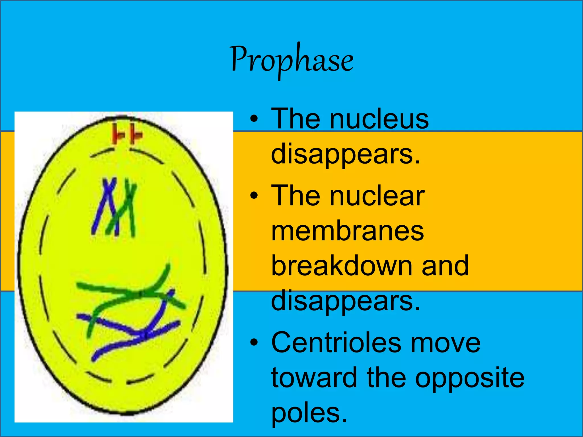 Prophase 
• The nucleus 
disappears. 
• The nuclear 
membranes 
breakdown and 
disappears. 
• Centrioles move 
toward the opposite 
poles. 
 