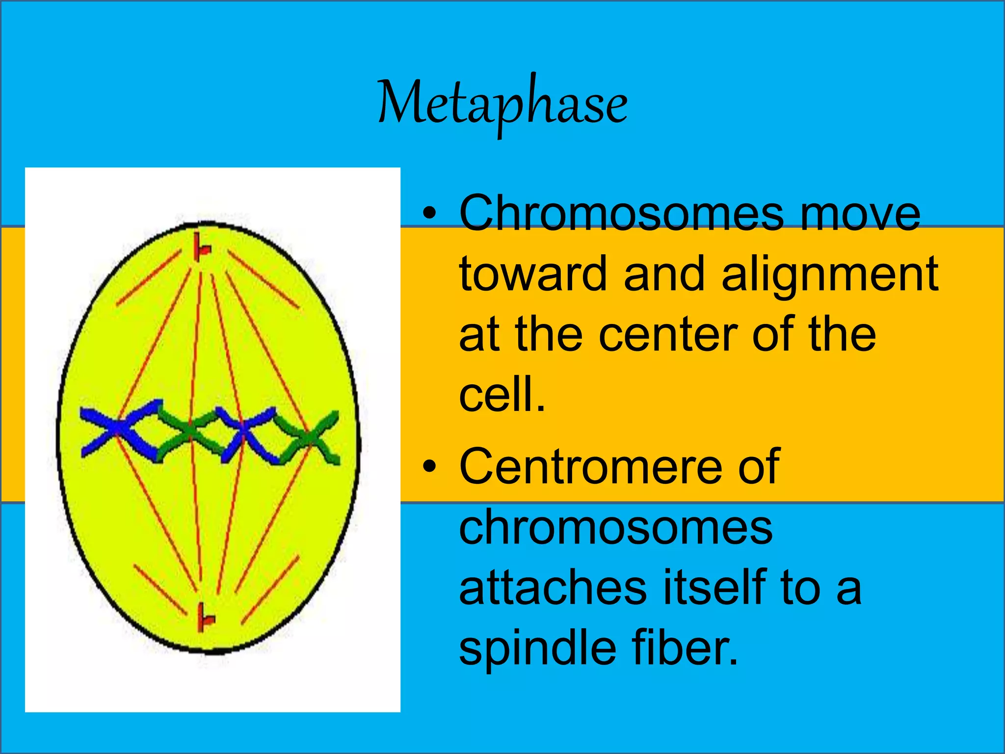 Metaphase 
• Chromosomes move 
toward and alignment 
at the center of the 
cell. 
• Centromere of 
chromosomes 
attaches itself to a 
spindle fiber. 
 