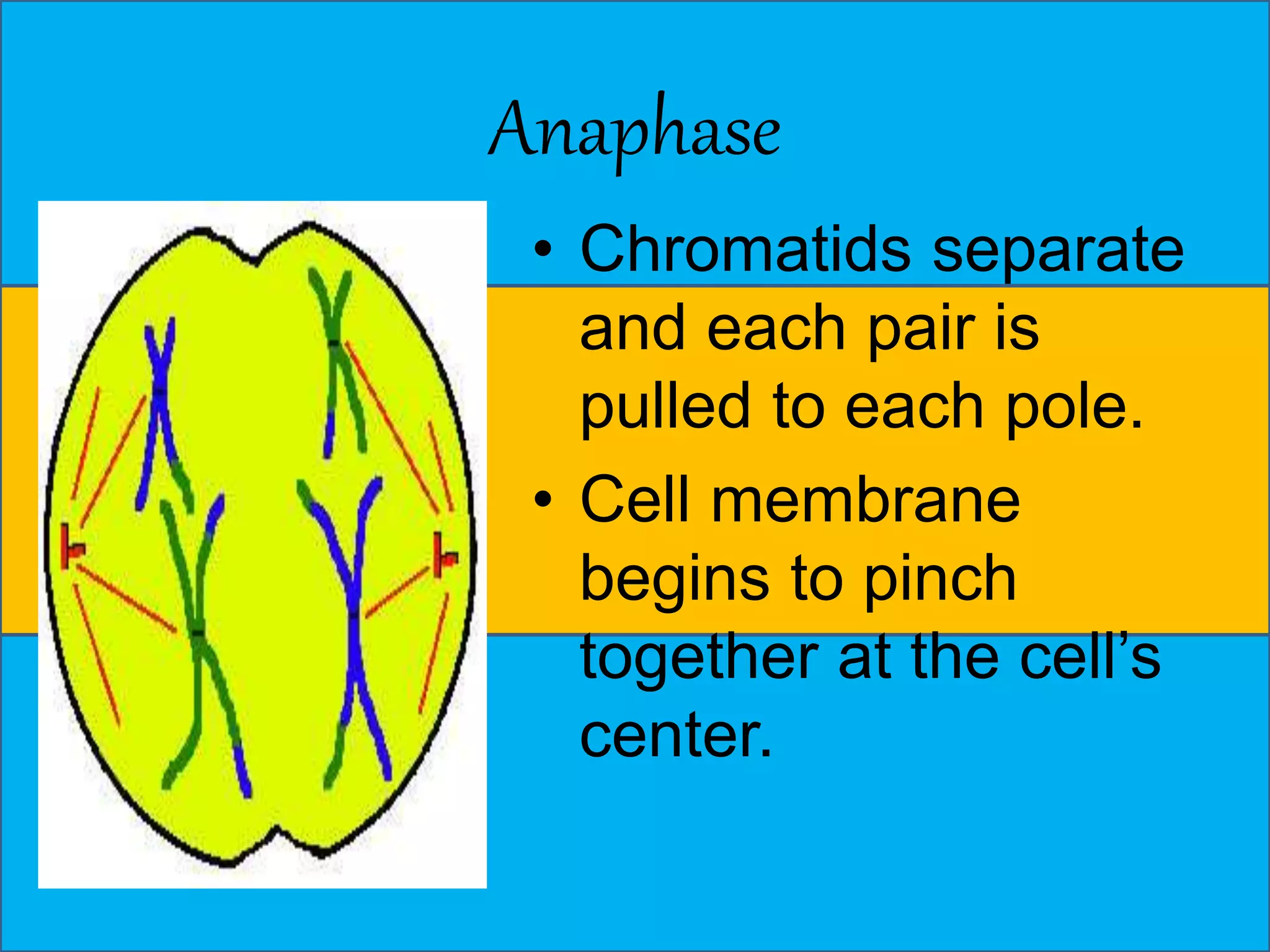 Anaphase 
• Chromatids separate 
and each pair is 
pulled to each pole. 
• Cell membrane 
begins to pinch 
together at the cell’s 
center. 
 