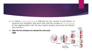 Cell division | PPTX