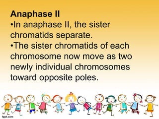 Anaphase II
•In anaphase II, the sister
chromatids separate.
•The sister chromatids of each
chromosome now move as two
newly individual chromosomes
toward opposite poles.
 
