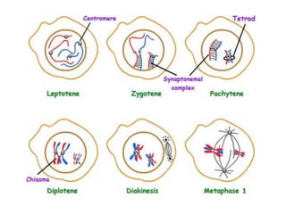 Cell division | PPT