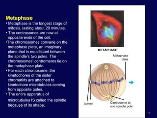 17
Metaphase
• Metaphase is the longest stage of
mitosis, lasting about 20 minutes.
• The centrosomes are now at
opposite ends of the cell.
•The chromosomes convene on the
metaphase plate, an imaginary
plane that is equidistant between
the spindle’s two poles. The
chromosomes’ centromeres lie on
the metaphase plate.
• For each chromosome, the
kinetochores of the sister
chromatids are attached to
kinetochore microtubules coming
from opposite poles.
• The entire apparatus of
microtubules is called the spindle
because of its shape.
METAPHASE
Spindle
Metaphase
plate
Centrosome at
one spindle pole
 