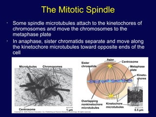18
• Some spindle microtubules attach to the kinetochores of
chromosomes and move the chromosomes to the
metaphase plate
• In anaphase, sister chromatids separate and move along
the kinetochore microtubules toward opposite ends of the
cell
Microtubules Chromosomes
Sister
chromatids
Aster
Centrosome
Metaphase
plate
Kineto-
chores
Kinetochore
microtubules
0.5 µm
Overlapping
nonkinetochore
microtubules
1 µmCentrosome
The Mitotic Spindle
 