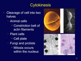 21
Cytokinesis
• Cleavage of cell into two
halves
– Animal cells

Constriction belt of
actin filaments
– Plant cells

Cell plate
– Fungi and protists

Mitosis occurs
within the nucleus
 
