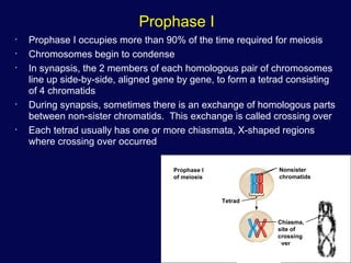 31
Prophase I
• Prophase I occupies more than 90% of the time required for meiosis
• Chromosomes begin to condense
• In synapsis, the 2 members of each homologous pair of chromosomes
line up side-by-side, aligned gene by gene, to form a tetrad consisting
of 4 chromatids
• During synapsis, sometimes there is an exchange of homologous parts
between non-sister chromatids. This exchange is called crossing over
• Each tetrad usually has one or more chiasmata, X-shaped regions
where crossing over occurred
Prophase I
of meiosis
Tetrad
Nonsister
chromatids
Chiasma,
site of
crossing
over
 