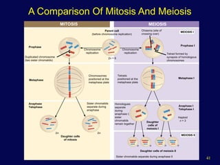 41
MITOSIS MEIOSIS
Prophase
Duplicated chromosome
(two sister chromatids)
Chromosome
replication
Chromosome
replication
Parent cell
(before chromosome replication)
Chiasma (site of
crossing over)
MEIOSIS I
Prophase I
Tetrad formed by
synapsis of homologous
chromosomes
Metaphase
Chromosomes
positioned at the
metaphase plate
Tetrads
positioned at the
metaphase plate
Metaphase I
Anaphase I
Telophase I
Haploid
n = 3
MEIOSIS II
Daughter
cells of
meiosis I
Homologues
separate
during
anaphase I;
sister
chromatids
remain together
Daughter cells of meiosis II
n n n n
Sister chromatids separate during anaphase II
Anaphase
Telophase
Sister chromatids
separate during
anaphase
2n 2n
Daughter cells
of mitosis
2n = 6
A Comparison Of Mitosis And Meiosis
 