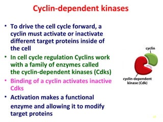 45
Cyclin-dependent kinases
• To drive the cell cycle forward, a
cyclin must activate or inactivate
different target proteins inside of
the cell
• In cell cycle regulation Cyclins work
with a family of enzymes called
the cyclin-dependent kinases (Cdks)
• Binding of a cyclin activates inactive
Cdks
• Activation makes a functional
enzyme and allowing it to modify
target proteins
 