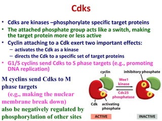 46
Cdks
• Cdks are kinases –phosphorylate specific target proteins
• The attached phosphate group acts like a switch, making
the target protein more or less active
• Cyclin attaching to a Cdk exert two important effects:
– activates the Cdk as a kinase
– directs the Cdk to a specific set of target proteins
• G1/S cyclins send Cdks to S phase targets (e.g., promoting
DNA replication)
M cyclins send Cdks to M
phase targets
(e.g., making the nuclear
membrane break down)
also be negatively regulated by
phosphorylation of other sites
 