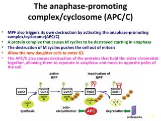 49
The anaphase-promoting
complex/cyclosome (APC/C)
• MPF also triggers its own destruction by activating the anaphase-promoting
complex/cyclosome(APC/C)
• A protein complex that causes M cyclins to be destroyed starting in anaphase
• The destruction of M cyclins pushes the cell out of mitosis
• Allow the new daughter cells to enter G1
• The APC/C also causes destruction of the proteins that hold the sister chromatids
together, allowing them to separate in anaphase and move to opposite poles of
the cell.
 