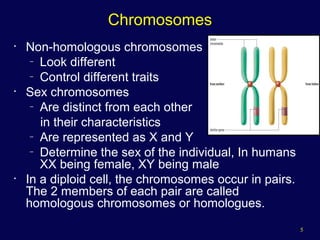5
Chromosomes
• Non-homologous chromosomes
– Look different
– Control different traits
• Sex chromosomes
– Are distinct from each other
in their characteristics
– Are represented as X and Y
– Determine the sex of the individual, In humans
XX being female, XY being male
• In a diploid cell, the chromosomes occur in pairs.
The 2 members of each pair are called
homologous chromosomes or homologues.
 