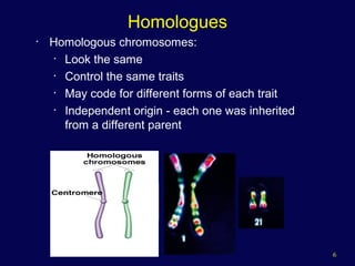 6
Homologues
• Homologous chromosomes:
• Look the same
• Control the same traits
• May code for different forms of each trait
• Independent origin - each one was inherited
from a different parent
 