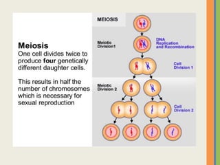 Cell division | PPTX
