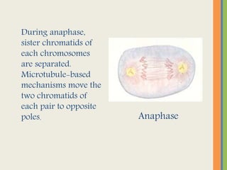 During anaphase,
sister chromatids of
each chromosomes
are separated.
Microtubule-based
mechanisms move the
two chromatids of
each pair to opposite
poles. Anaphase
 
