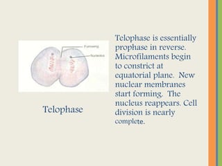 Telophase
Telophase is essentially
prophase in reverse.
Microfilaments begin
to constrict at
equatorial plane. New
nuclear membranes
start forming. The
nucleus reappears. Cell
division is nearly
complete.
 