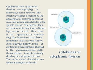 Cytokinesis is the cytoplasmic
division accompanying or
following nuclear divisions. The
onset of cytokines is marked by the
appearance of scattered deposits of
materials around microtubules at the
spindle equator. The deposits then
accumulate until they form a distinct
layer across the cell. Then there
is the appearance of a shallow
ring-like depression at the plasma
membrane called cleavage furrow.
At the cleavage furrow, a ring of
contractile microfilaments attached
to the plasma membrane pulls
the membrane inward eventually
dividing the cytoplasm into two.
Thus at the end of cell division, two
identical daughter cells exist.
Cytokinesis or
cytoplasmic division
 