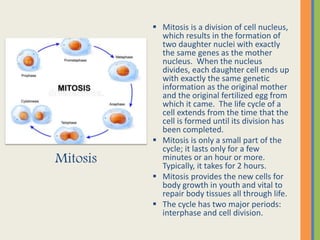 Mitosis
 Mitosis is a division of cell nucleus,
which results in the formation of
two daughter nuclei with exactly
the same genes as the mother
nucleus. When the nucleus
divides, each daughter cell ends up
with exactly the same genetic
information as the original mother
and the original fertilized egg from
which it came. The life cycle of a
cell extends from the time that the
cell is formed until its division has
been completed.
 Mitosis is only a small part of the
cycle; it lasts only for a few
minutes or an hour or more.
Typically, it takes for 2 hours.
 Mitosis provides the new cells for
body growth in youth and vital to
repair body tissues all through life.
 The cycle has two major periods:
interphase and cell division.
 