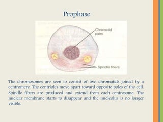 Prophase
The chromosomes are seen to consist of two chromatids joined by a
centromere. The centrioles move apart toward opposite poles of the cell.
Spindle fibers are produced and extend from each centrosome. The
nuclear membrane starts to disappear and the nucleolus is no longer
visible.
 