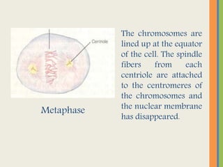 Metaphase
The chromosomes are
lined up at the equator
of the cell. The spindle
fibers from each
centriole are attached
to the centromeres of
the chromosomes and
the nuclear membrane
has disappeared.
 