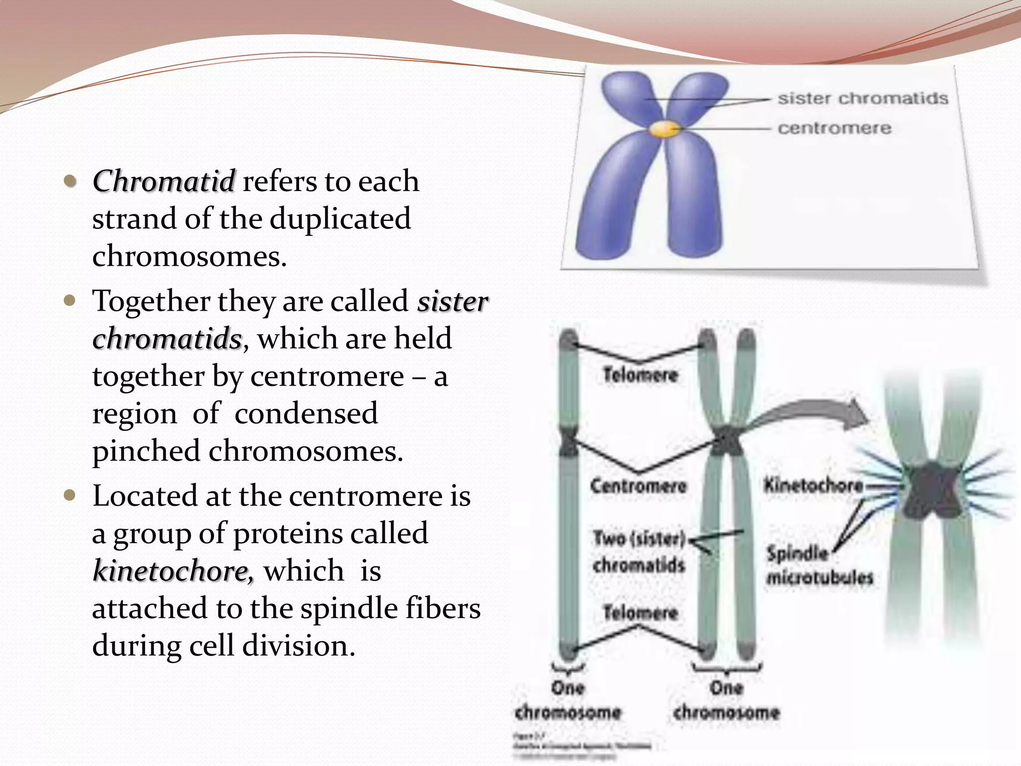  Chromatid refers to each
strand of the duplicated
chromosomes.
 Together they are called sister
chromatids, which are held
together by centromere – a
region of condensed
pinched chromosomes.
 Located at the centromere is
a group of proteins called
kinetochore, which is
attached to the spindle fibers
during cell division.
 