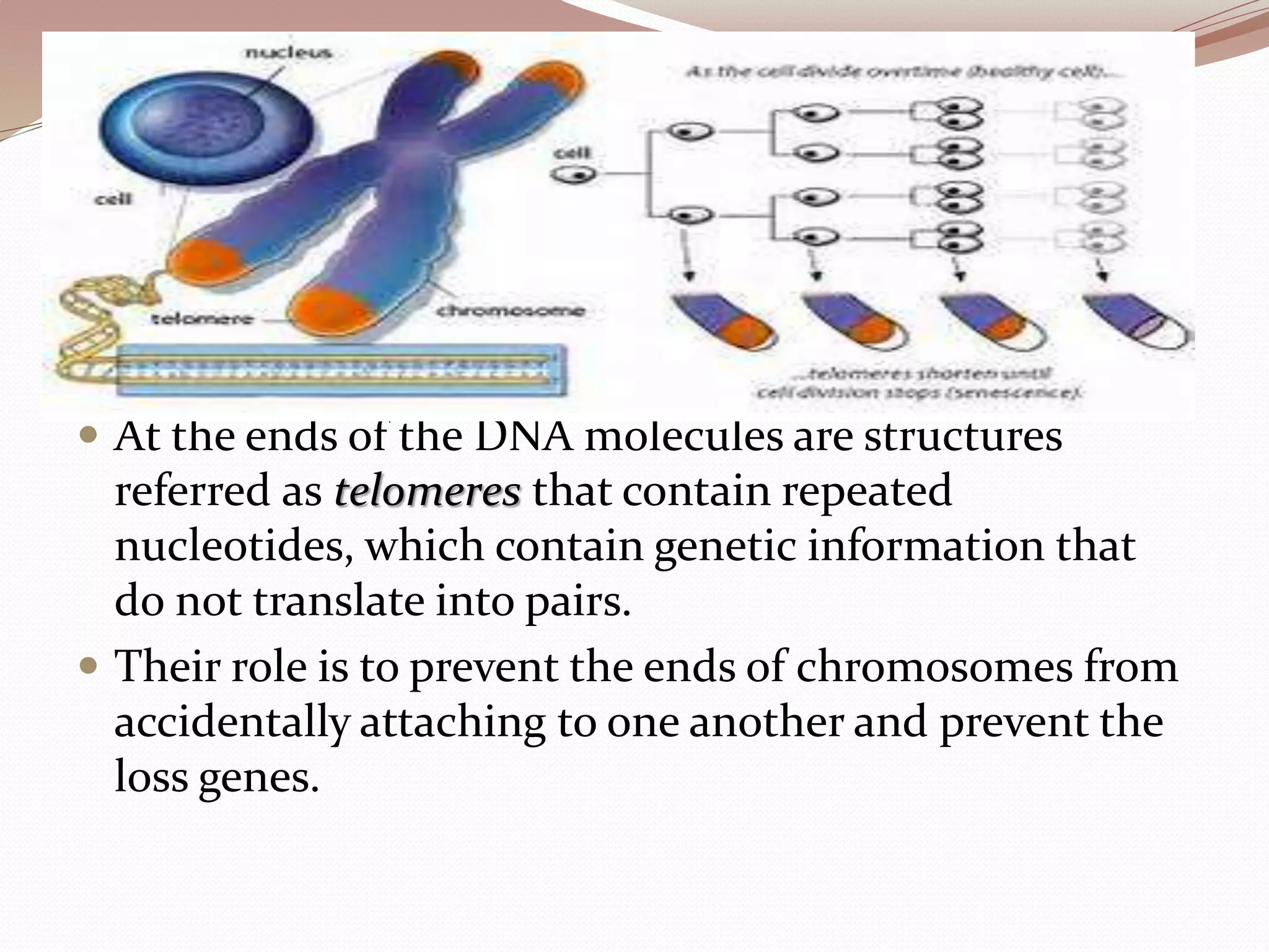  At the ends of the DNA molecules are structures
referred as telomeres that contain repeated
nucleotides, which contain genetic information that
do not translate into pairs.
 Their role is to prevent the ends of chromosomes from
accidentally attaching to one another and prevent the
loss genes.
 
