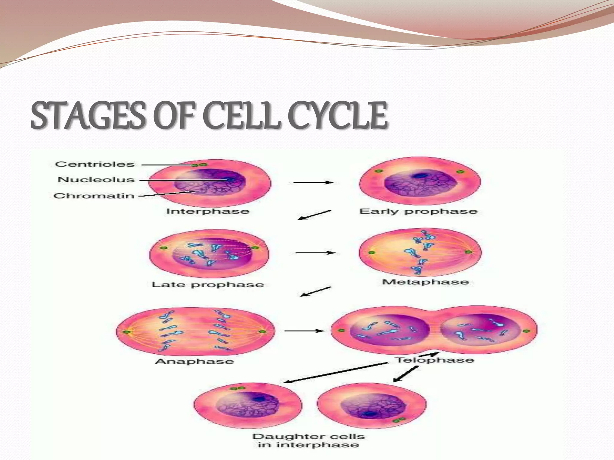 STAGES OF CELL CYCLE
 