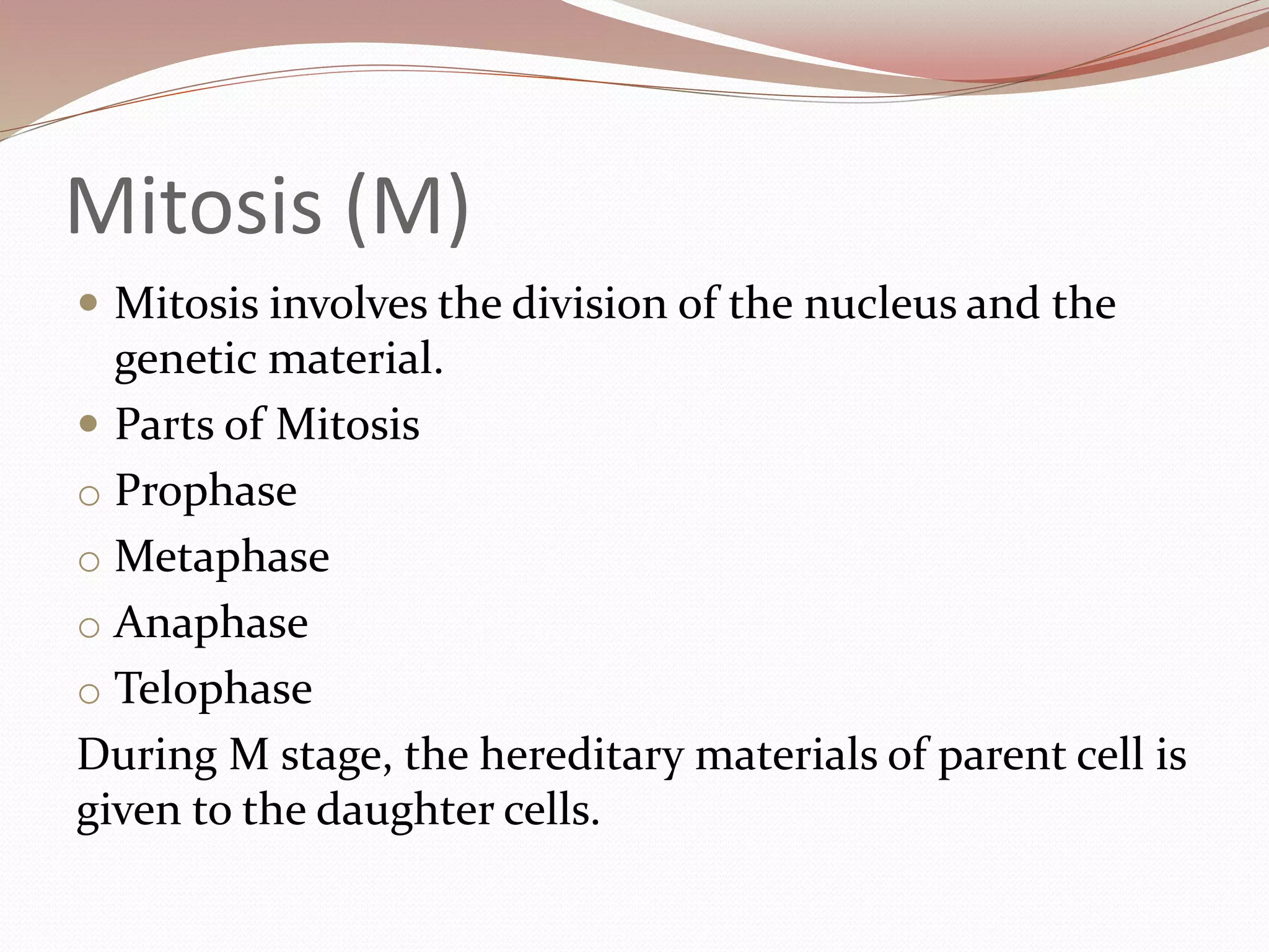 Mitosis (M)
 Mitosis involves the division of the nucleus and the
genetic material.
 Parts of Mitosis
o Prophase
o Metaphase
o Anaphase
o Telophase
During M stage, the hereditary materials of parent cell is
given to the daughter cells.
 