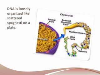 DNA is loosely
organized like
scattered
spaghetti on a
plate.
 