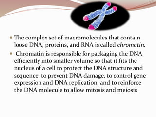  The complex set of macromolecules that contain
loose DNA, proteins, and RNA is called chromatin.
 Chromatin is responsible for packaging the DNA
efficiently into smaller volume so that it fits the
nucleus of a cell to protect the DNA structure and
sequence, to prevent DNA damage, to control gene
expression and DNA replication, and to reinforce
the DNA molecule to allow mitosis and meiosis
 