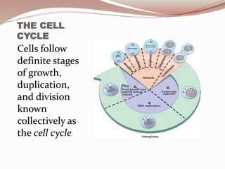 THE CELL
CYCLE
Cells follow
definite stages
of growth,
duplication,
and division
known
collectively as
the cell cycle.
 