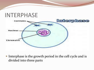 INTERPHASE
 Interphase is the growth period in the cell cycle and is
divided into three parts
 