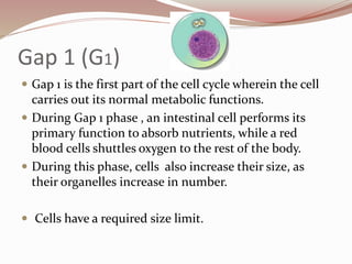 Gap 1 (G1)
 Gap 1 is the first part of the cell cycle wherein the cell
carries out its normal metabolic functions.
 During Gap 1 phase , an intestinal cell performs its
primary function to absorb nutrients, while a red
blood cells shuttles oxygen to the rest of the body.
 During this phase, cells also increase their size, as
their organelles increase in number.
 Cells have a required size limit.
 