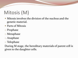 Mitosis (M)
 Mitosis involves the division of the nucleus and the
genetic material.
 Parts of Mitosis
o Prophase
o Metaphase
o Anaphase
o Telophase
During M stage, the hereditary materials of parent cell is
given to the daughter cells.
 