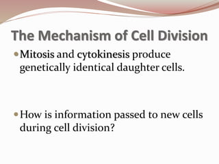 The Mechanism of Cell Division
Mitosis and cytokinesis produce
genetically identical daughter cells.
How is information passed to new cells
during cell division?
 