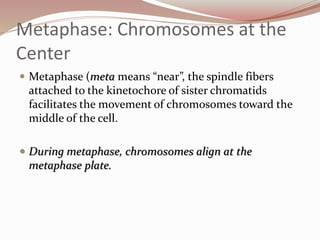 Metaphase: Chromosomes at the
Center
 Metaphase (meta means “near”, the spindle fibers
attached to the kinetochore of sister chromatids
facilitates the movement of chromosomes toward the
middle of the cell.
 During metaphase, chromosomes align at the
metaphase plate.
 