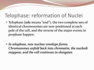Telophase: reformation of Nuclei
 Telophase (telo means “end”), the two complete sets of
identical chromosomes are now positioned at each
pole of the cell, and the reverse of the major events in
prophase happen.
 In telophase, new nuclear envelope forms.
Chromosomes unfold back into chromatin, the nucleoli
reappear, and the cell continues to elongates.
 