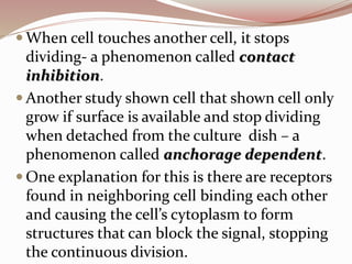  When cell touches another cell, it stops
dividing- a phenomenon called contact
inhibition.
 Another study shown cell that shown cell only
grow if surface is available and stop dividing
when detached from the culture dish – a
phenomenon called anchorage dependent.
 One explanation for this is there are receptors
found in neighboring cell binding each other
and causing the cell’s cytoplasm to form
structures that can block the signal, stopping
the continuous division.
 