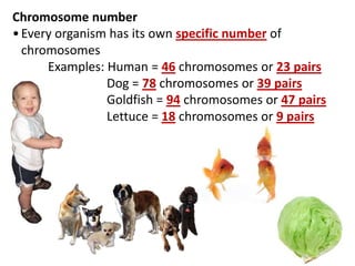 Chromosome number
•Every organism has its own specific number of
chromosomes
Examples: Human = 46 chromosomes or 23 pairs
Dog = 78 chromosomes or 39 pairs
Goldfish = 94 chromosomes or 47 pairs
Lettuce = 18 chromosomes or 9 pairs
 
