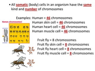 • All somatic (body) cells in an organism have the same
kind and number of chromosomes
Examples: Human = 46 chromosomes
Human skin cell = 46 chromosomes
Human heart cell = 46 chromosomes
Human muscle cell = 46 chromosomes
Fruit fly = 8 chromosomes
Fruit fly skin cell = 8 chromosomes
Fruit fly heart cell = 8 chromosomes
Fruit fly muscle cell = 8 chromosomes
 