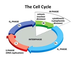 The Cell Cycle
 