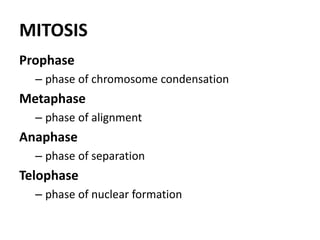 MITOSIS
Prophase
– phase of chromosome condensation
Metaphase
– phase of alignment
Anaphase
– phase of separation
Telophase
– phase of nuclear formation
 