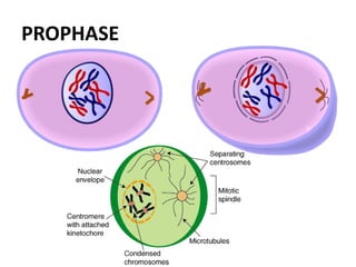 PROPHASE
 
