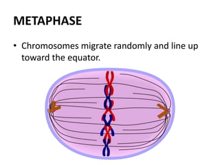 METAPHASE
• Chromosomes migrate randomly and line up
toward the equator.
 