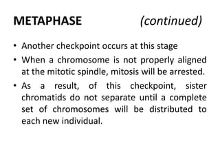 METAPHASE (continued)
• Another checkpoint occurs at this stage
• When a chromosome is not properly aligned
at the mitotic spindle, mitosis will be arrested.
• As a result, of this checkpoint, sister
chromatids do not separate until a complete
set of chromosomes will be distributed to
each new individual.
 